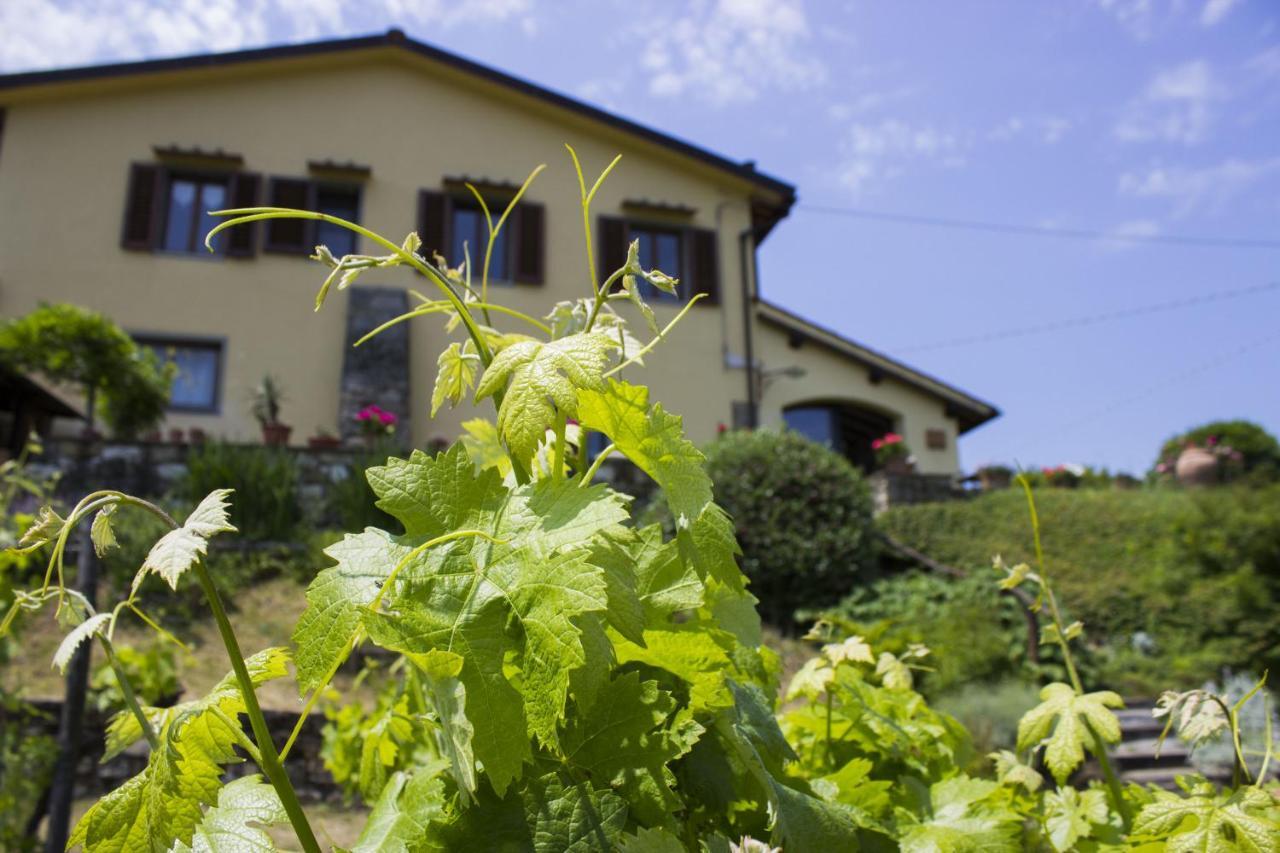 Villa Porcigliano Olive Grove Polcanto Dış mekan fotoğraf