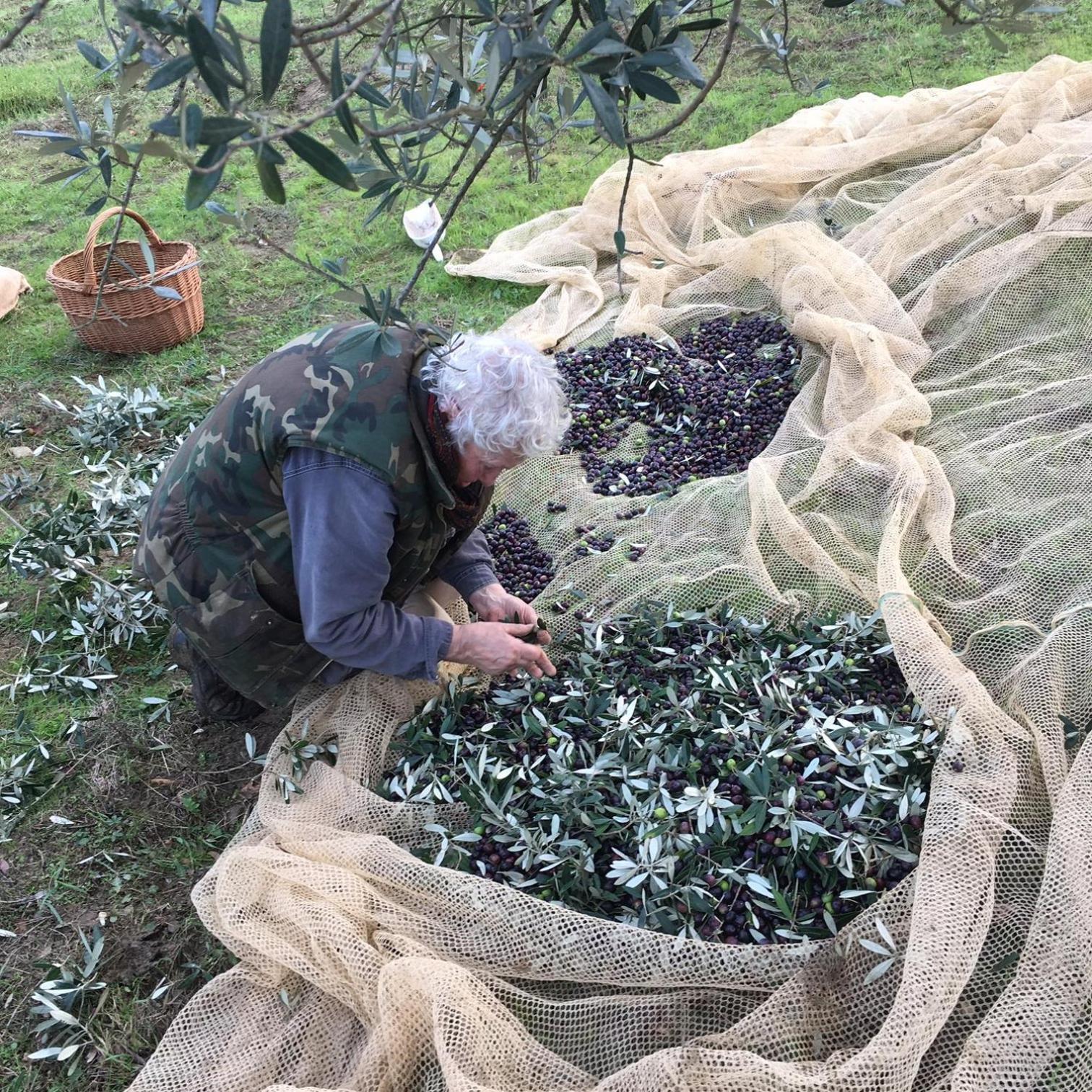 Villa Porcigliano Olive Grove Polcanto Dış mekan fotoğraf