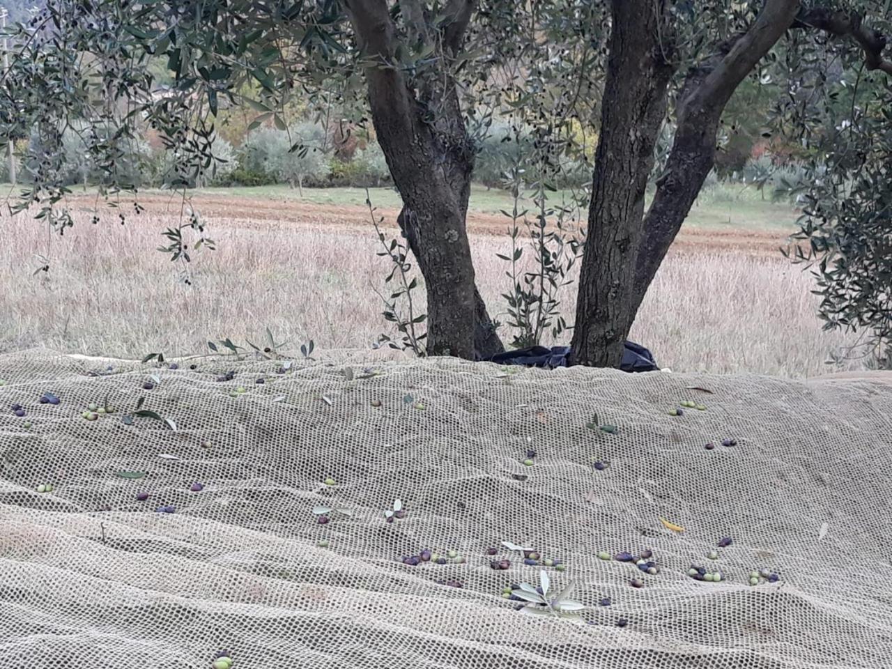 Villa Porcigliano Olive Grove Polcanto Dış mekan fotoğraf