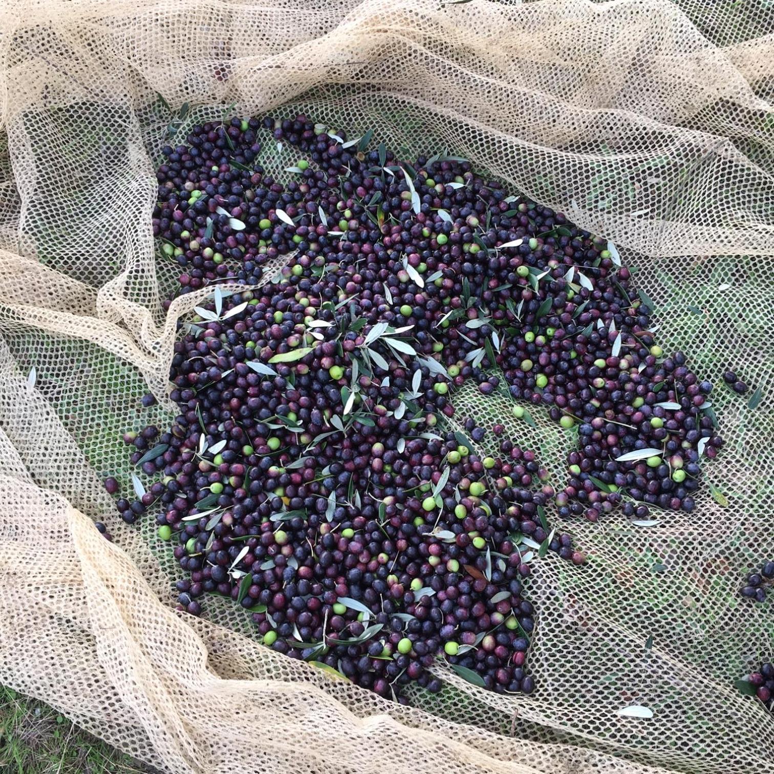 Villa Porcigliano Olive Grove Polcanto Dış mekan fotoğraf