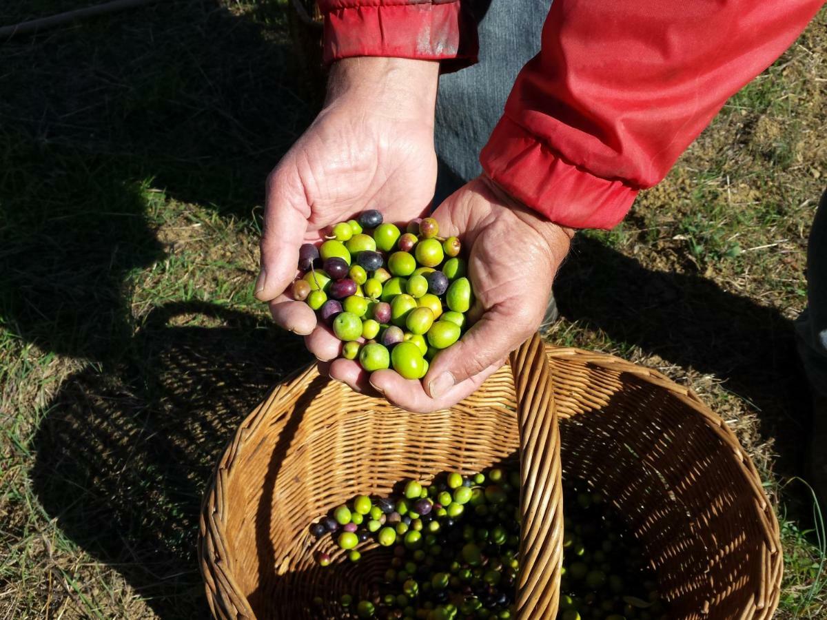 Villa Porcigliano Olive Grove Polcanto Dış mekan fotoğraf